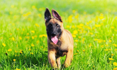 Belgian Malinois Puppy