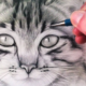 drawing:a4z_-ymtkr8= cat