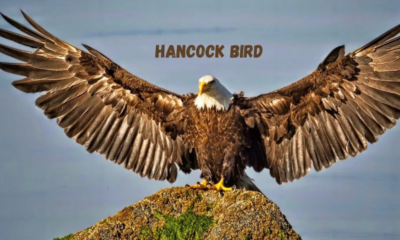 Hancock Birds