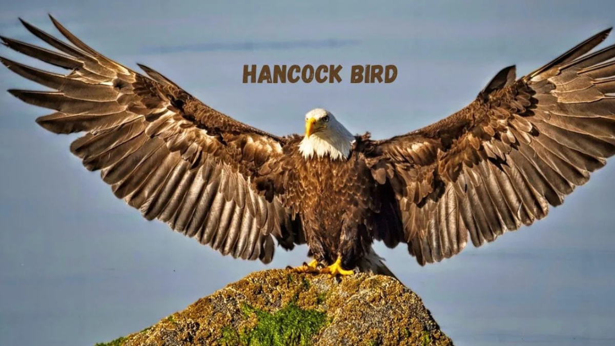 Hancock Birds